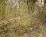 marktspaziergang_5_20100410_1740928020.jpg